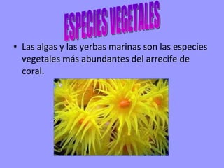 Las algas y las yerbas marinas son las especies vegetales más abundantes del arrecife de coral. ESPECIES VEGETALES 