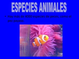 Hay más de 4000 especies de peces, como el pez payaso. ESPECIES ANIMALES 