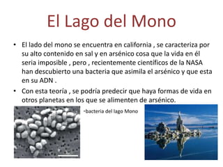 El Lago del MonoEl lado del mono se encuentra en california , se caracteriza por su alto contenido en sal y en arsénico cosa que la vida en él seria imposible , pero , recientemente científicos de la NASA  han descubierto una bacteria que asimila el arsénico y que esta en su ADN . Con esta teoría , se podría predecir que haya formas de vida en otros planetas en los que se alimenten de arsénico.                                     -bacteria del lago Mono 