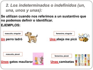 2. Los indeterminados o indefinidos (un,
una, unos y unas):
Se utilizan cuando nos referimos a un sustantivo que
no podemos definir o identificar.
EJEMPLOS:
Un perro ladró Una abeja me picó
Unos gatos maullaron Unas camisetas
masculio, singular
masculio, plural
femenino, singular
femenino, plural
 