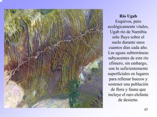 57 
Río UgabEsquivos, pero ecológicamente vitales, Ugabrío de Namibia sólo fluye sobre el suelo durante unos cuantos días cada año. Las aguas subterráneas subyacentes de este río efímero, sin embargo, son lo suficientemente superficiales en lugares para rellenar huecos y sostener una población de flora y fauna que incluye el raro elefante de desierto.  
