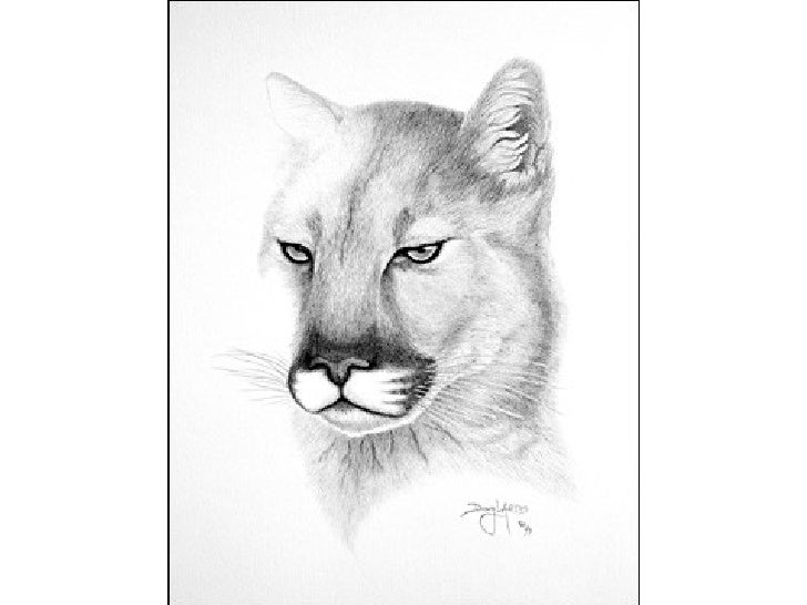 puma dibujo a lapiz