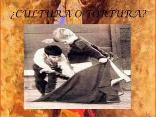 ¿CULTURA O TORTURA?
 