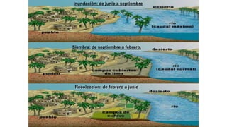 Siembra: de septiembre a febrero.
Inundación: de junio a septiembre
Recolección: de febrero a junio
 