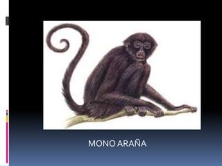 MONO ARAÑA
 