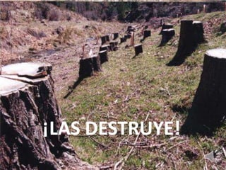 ¡LAS DESTRUYE!
 