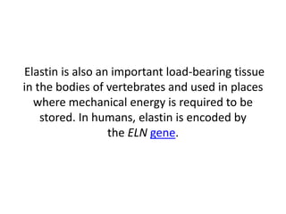 Elastin is also an important load-bearing tissue
in the bodies of vertebrates and used in places
where mechanical energy is required to be
stored. In humans, elastin is encoded by
the ELN gene.
 