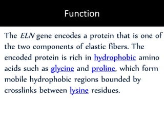 Function
The ELN gene encodes a protein that is one of
the two components of elastic fibers. The
encoded protein is rich in hydrophobic amino
acids such as glycine and proline, which form
mobile hydrophobic regions bounded by
crosslinks between lysine residues.
 