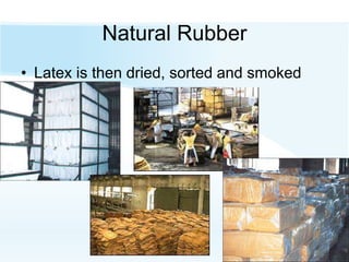 Natural Rubber
• Latex is then dried, sorted and smoked
 