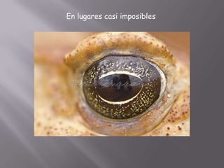 En lugares casi imposibles