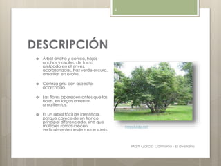 DESCRIPCIÓN
 Árbol ancho y cónico, hojas
anchas y ovales, de tacto
afelpado en el envés,
acorazonadas, haz verde oscura,
amarillas en otoño.
 Corteza gris, con aspecto
acorchado.
 Las flores aparecen antes que las
hojas, en largos amentos
amarillentos.
 Es un árbol fácil de identificar,
porque carece de un tronco
principal diferenciado, sino que
múltiples ramas crecen
verticalmente desde ras de suelo.
trees.luidp.net
Martí Garcia Carmona - El avellano
4
 