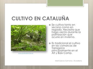 CULTIVO EN CATALUÑA
 Se cultiva tanto en
secano como en
regadío. Necesita que
haga viento durante la
polinización que
ocurre en invierno.
 Es tradicional el cultivo
en las comarcas de
Tarragona
principalmente en el
Alt y Baix Camp.www.jardinplantae.es
Martí Garcia Carmona - El avellano
7
 