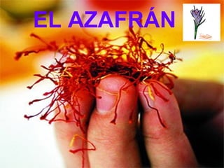 EL   AZAFRÁN 