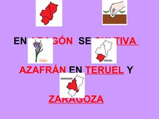 EN ARAGÓN SE CULTIVA AZAFRÁN EN TERUEL Y ZARAGOZA