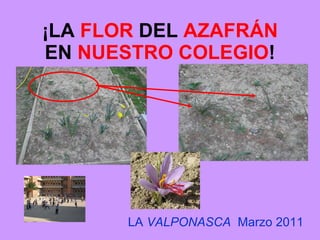 ¡LA FLOR DEL AZAFRÁN EN NUESTRO COLEGIO ! LA VALPONASCA Marzo 2011