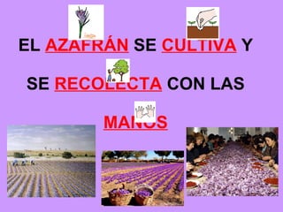 EL AZAFRÁN SE CULTIVA Y SE RECOLECTA CON LAS MANOS