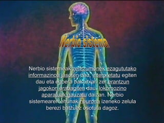 Nerbio sistemeak zentzumenek ezagututako
informazinoa jasoten dau, interpretatu egiten
dau eta egoera bakoitxari zer erantzun
jagokon erabagiten dau, lokomozino
aparatuak gauzatu daizan. Nerbio
sistemearen ehunak neurona izeneko zelula
berezi batzuez osotuta dagoz.

 