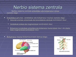 Nerbio sistema zentrala

Nerbio sistema zentrala entzefaloz eta bizkarrazur minaz
osotuta dago.

 Entzefaloa garunaz, zerebeloaz eta bizkarrazur muinaz osotuta dago.
 Garunak oroimea, emozinoak eta borondatezko ekintzak kontrolatzen dauz.
 Zerebeloak erekea eta mogimenduak koordinatzen dauz.
 Bizkarrazur erraboileak entzefaloa eta bizkarrazur muina lotzen dauz, eta ohartu
bako mogimenduak kontrolatzen dauz.

 Bizkarrazur muina bizkarrazurraren barrua dago.

 