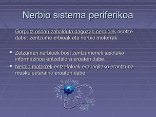 Nerbio sistema periferikoa
Gorputz osoan zabalduta dagozan nerbioek osotze
dabe: zentzume erbioak eta nerbio motorrak.

 Zetzumen nerbioek bost zentzumenek jasotako
informazinoa entzefalora eroaten dabe.
 Nerbio motorrek entzefaloak erabagitako erantzuna
muskuluetaraino eroaten dabe

 