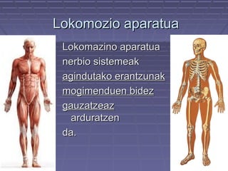 Lokomozio aparatua
Lokomazino aparatua
nerbio sistemeak
agindutako erantzunak
mogimenduen bidez
gauzatzeaz
arduratzen
da.

 