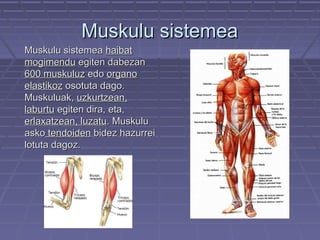 Muskulu sistemea
Muskulu sistemea haibat
mogimendu egiten dabezan
600 muskuluz edo organo
elastikoz osotuta dago.
Muskuluak, uzkurtzean,
laburtu egiten dira, eta,
erlaxatzean, luzatu. Muskulu
asko tendoiden bidez hazurrei
lotuta dagoz.

 