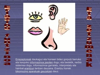 Errezeptoreak daukaguz eta horreen bidez gorputz berruko
eta kanpoko informazinoa jasoten dogu; eta bestetik, nerbio
sistemea dogu, informazinoa garraiatu, interpretatu eta
hainbat erantzun lantzen dauzana. Erantzu horrek
lokomozino aparatuak gauzatzen dauz.

 