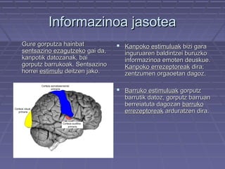 Informazinoa jasotea
Gure gorputza hainbat
sentsazino ezagutzeko gai da,
kanpotik datozanak, bai
gorputz barrukoak. Sentsazino
horrei estimulu deitzen jako.

 Kanpoko estimuluak bizi gara

inguruaren baldintzei buruzko
informazinoa emoten deuskue.
Kanpoko errezeptoreak dira;
zentzumen orgaoetan dagoz.

 Barruko estimuluak gorputz

barrutik datoz, gorputz barruan
berreiatuta dagozan barruko
errezeptoreak arduratzen dira.

 
