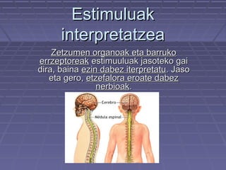Estimuluak
interpretatzea
Zetzumen organoak eta barruko
errzeptoreak estimuuluak jasoteko gai
dira, baina ezin dabez iterpretatu. Jaso
eta gero, etzefalora eroate dabez
nerbioak.

 