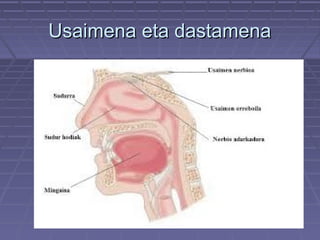 Usaimena eta dastamena

 