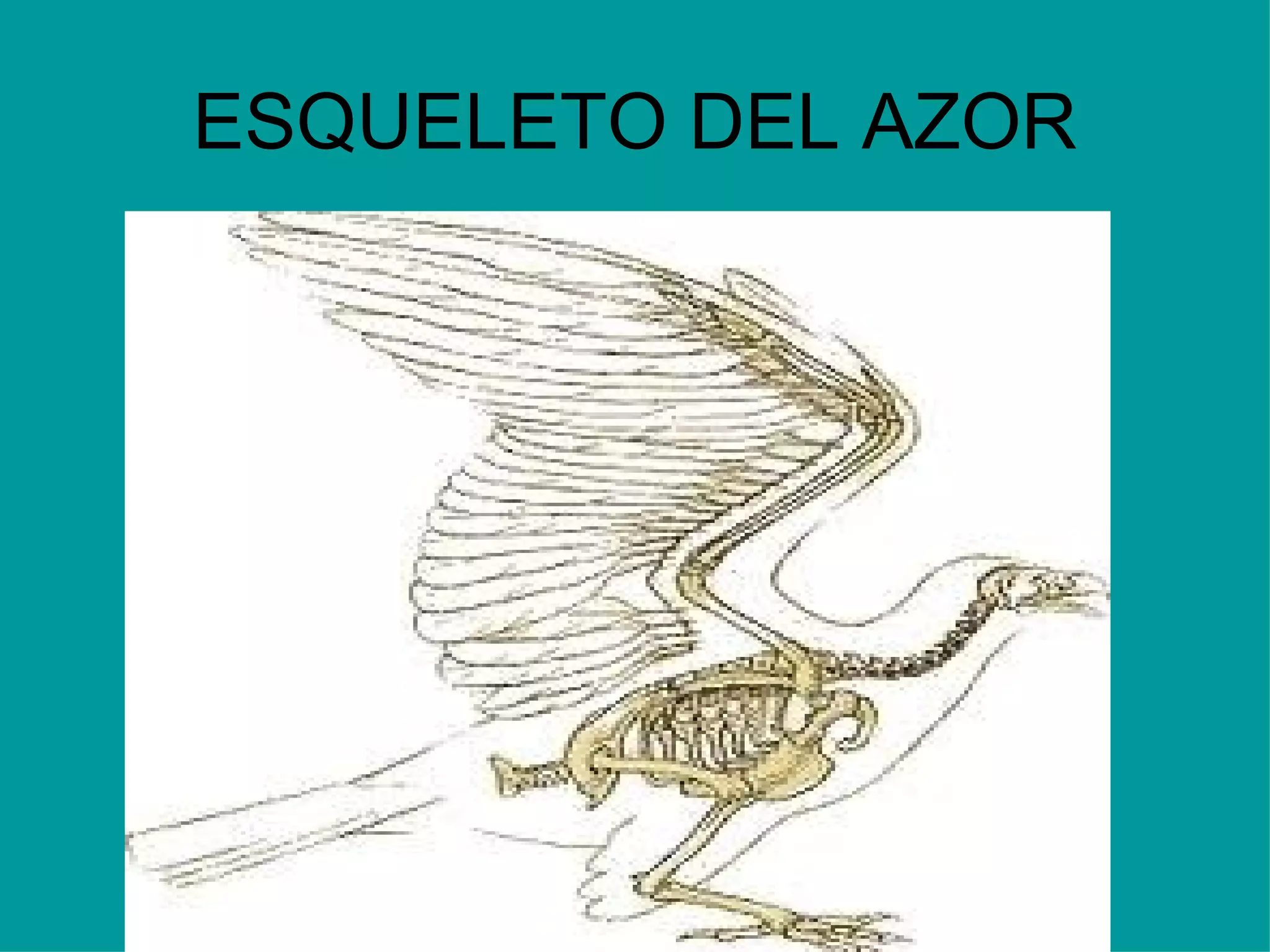 ESQUELETO DEL AZOR 