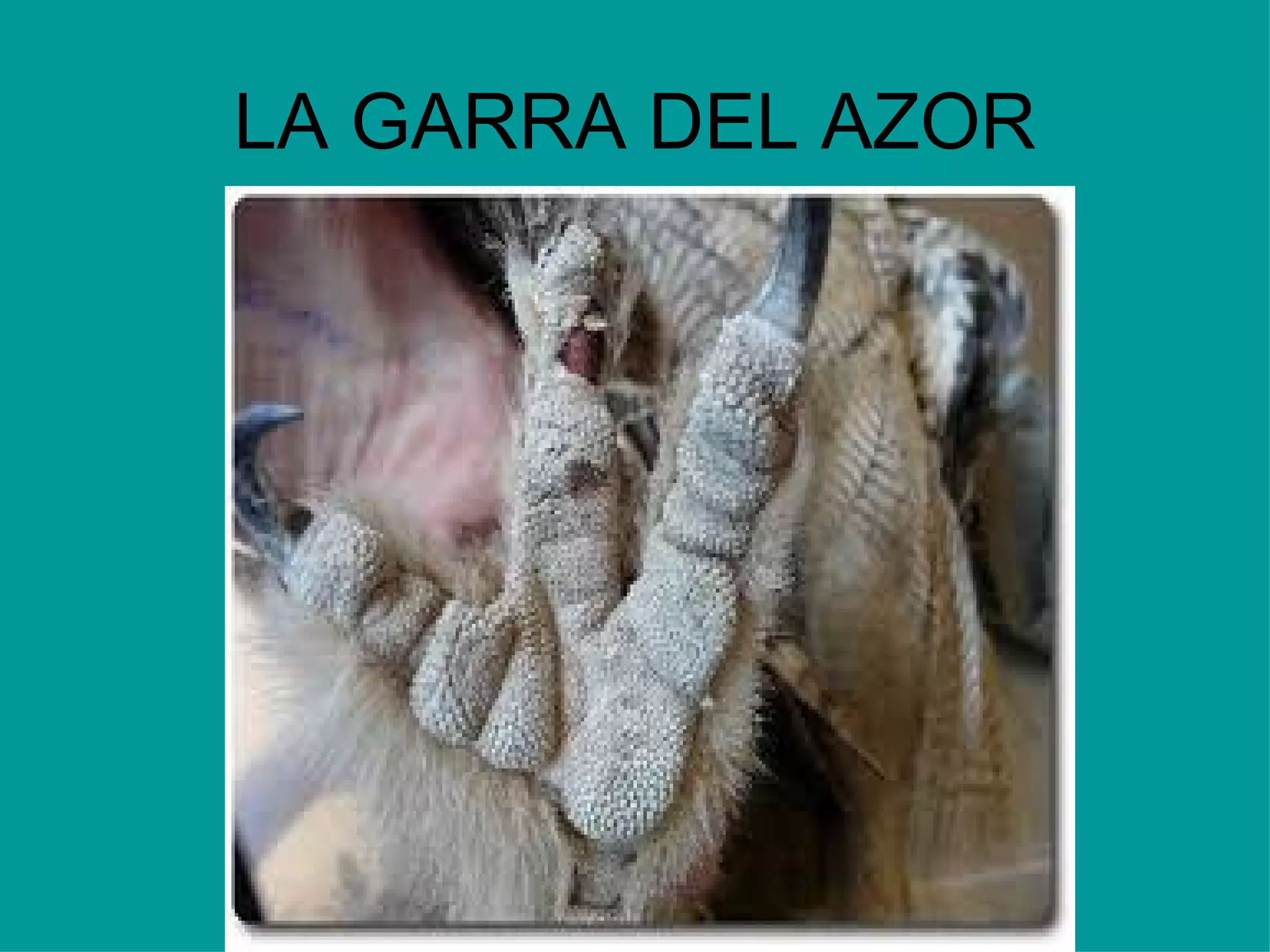 LA GARRA DEL AZOR 
