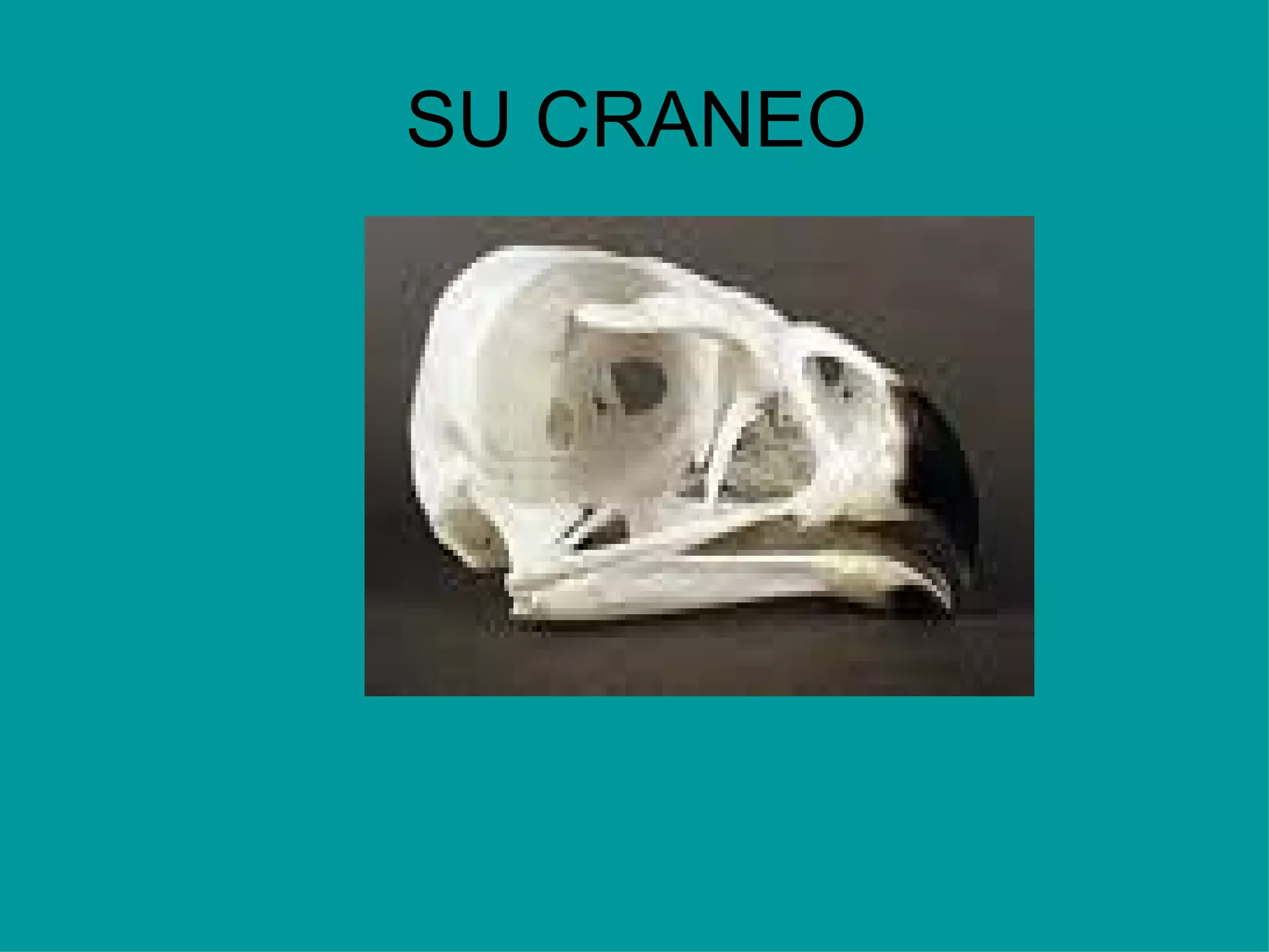 SU CRANEO 