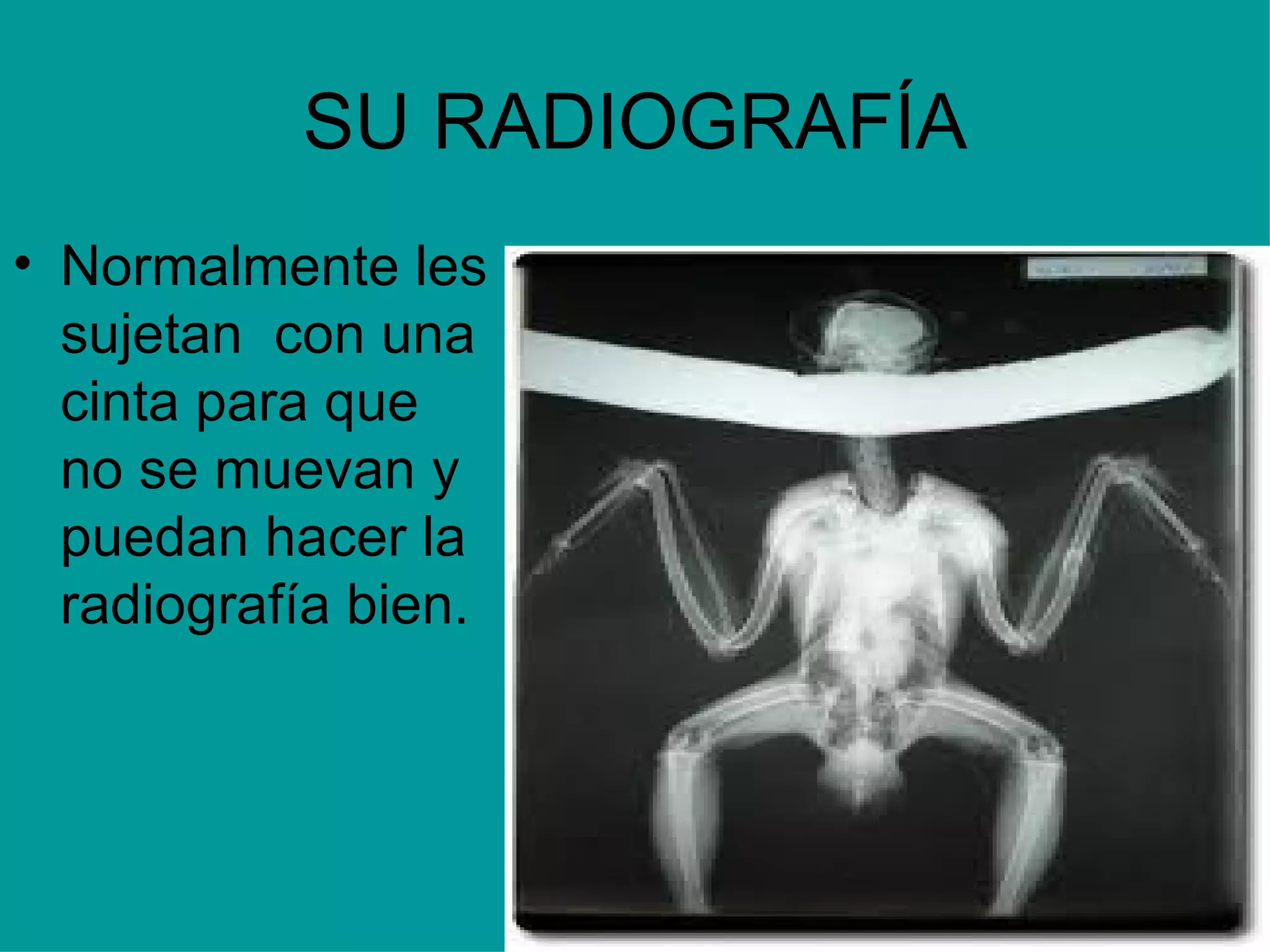 SU RADIOGRAFÍA Normalmente les sujetan  con una cinta para que no se muevan y puedan hacer la radiografía bien. 