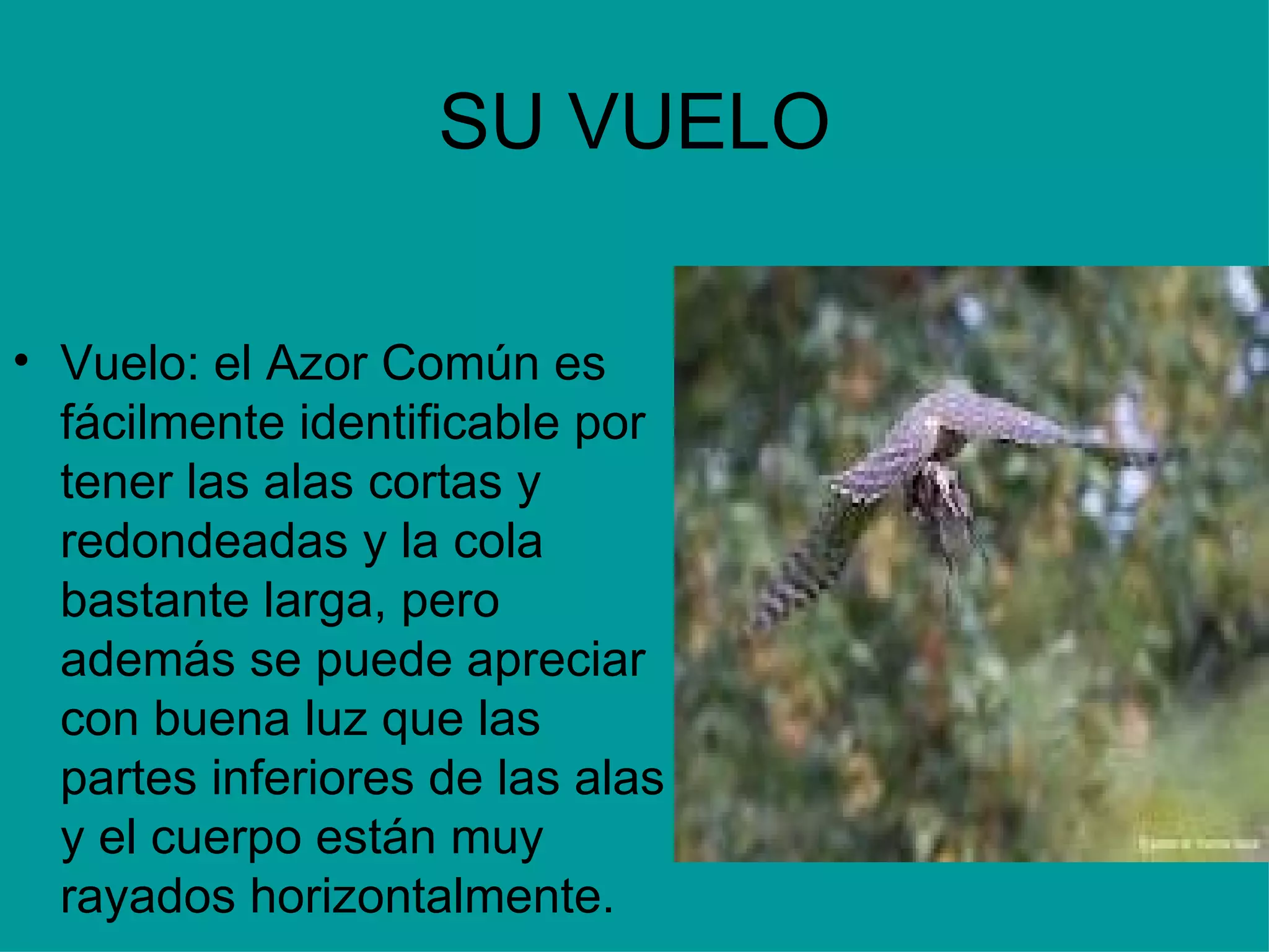 SU VUELO Vuelo: el Azor Común es fácilmente identificable por tener las alas cortas y redondeadas y la cola bastante larga, pero además se puede apreciar con buena luz que las partes inferiores de las alas y el cuerpo están muy rayados horizontalmente.  