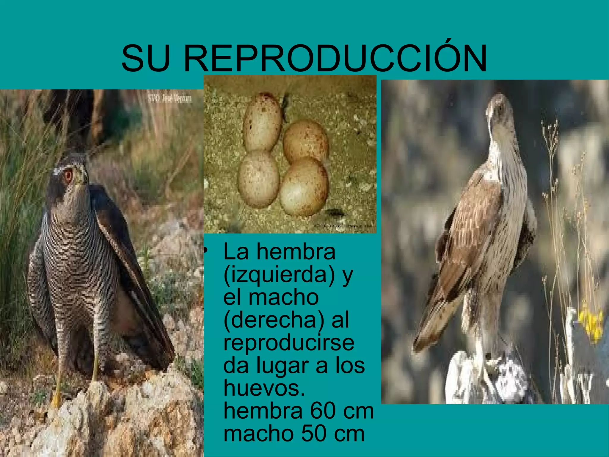 SU REPRODUCCIÓN La hembra (izquierda) y el macho (derecha) al reproducirse da lugar a los huevos. hembra 60 cm macho 50 cm 