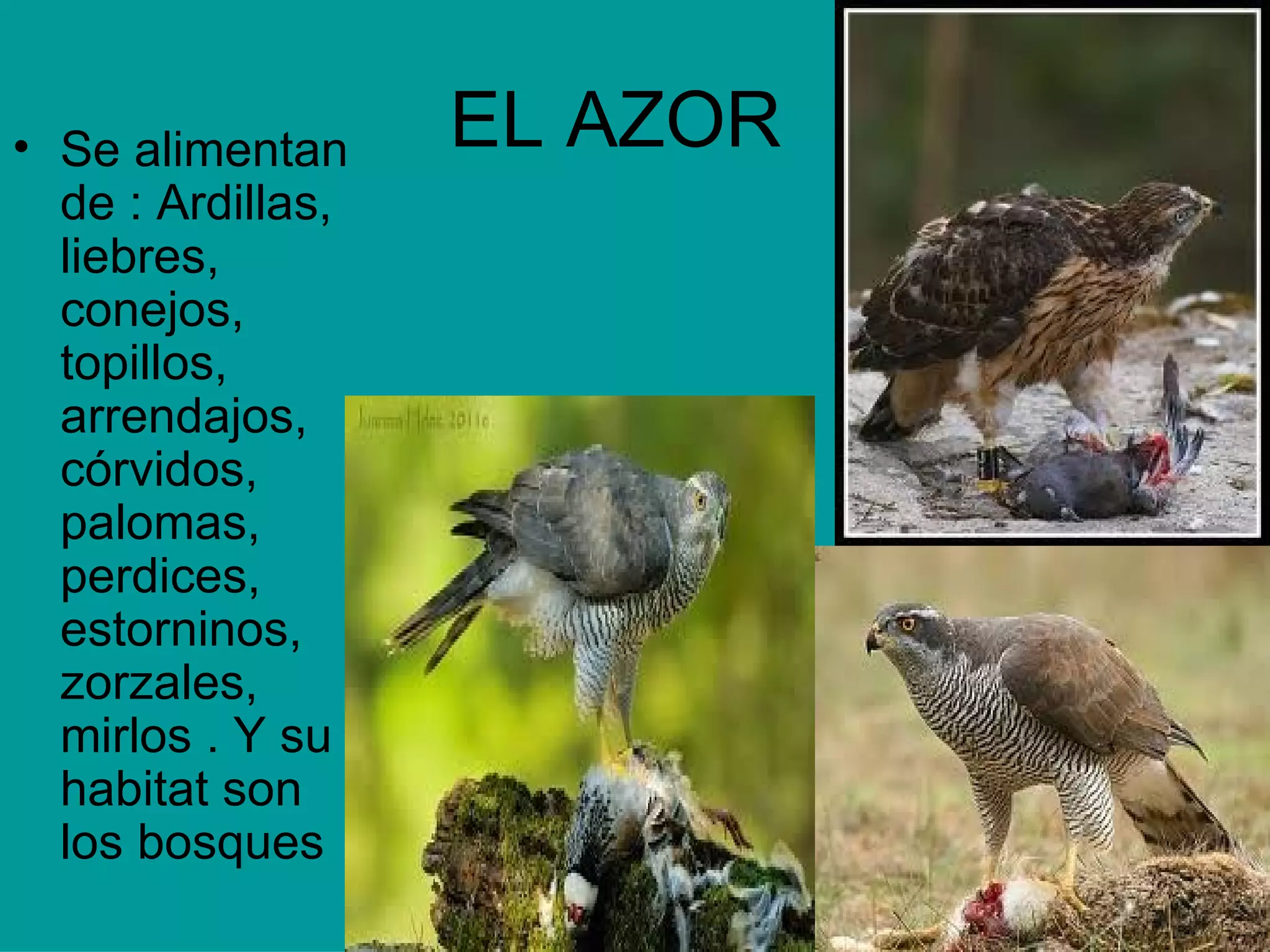 EL AZOR  Se alimentan de : Ardillas, liebres, conejos, topillos, arrendajos, córvidos, palomas, perdices, estorninos, zorzales, mirlos . Y su habitat son los bosques 