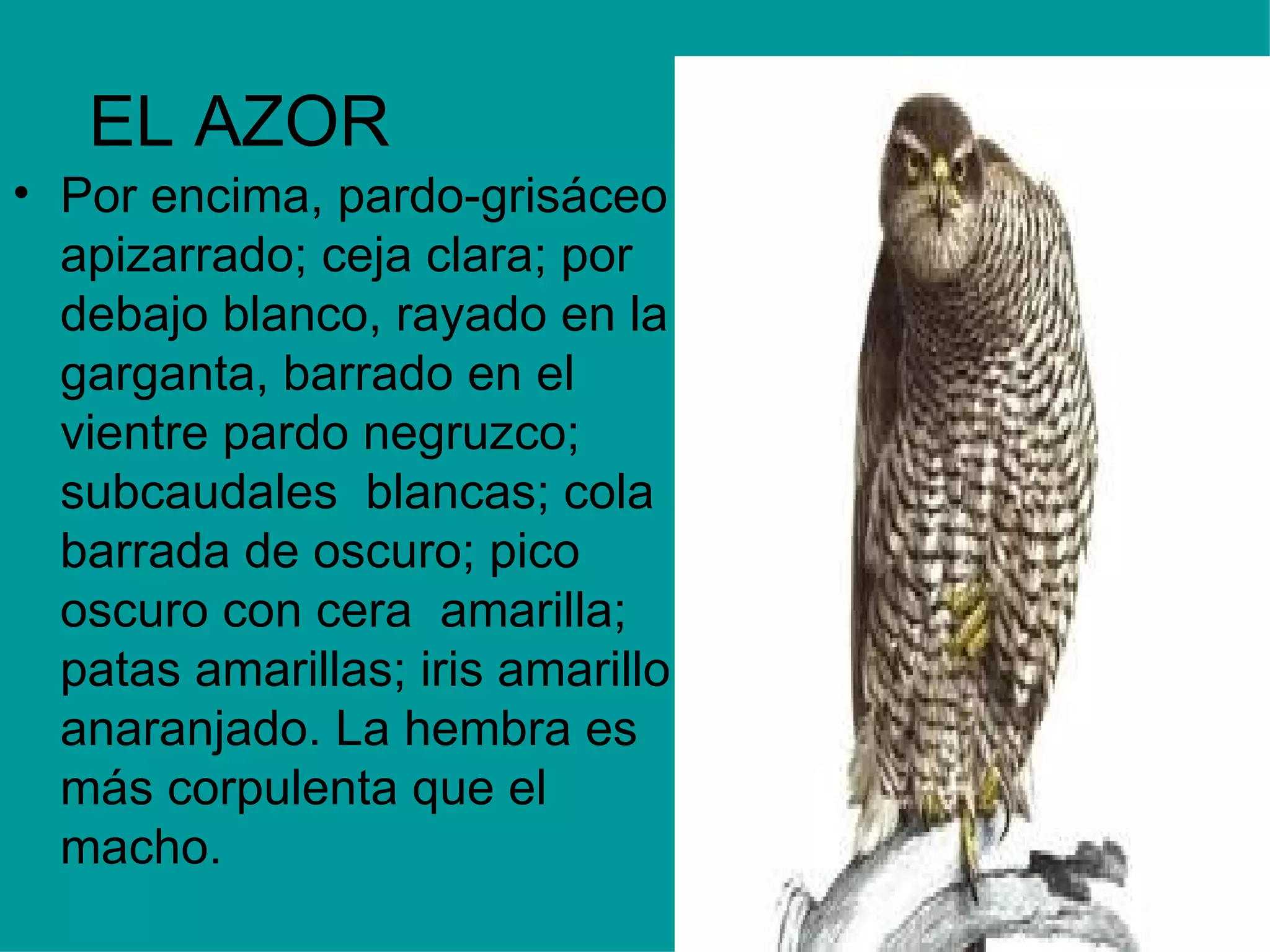 EL AZOR Por encima, pardo-grisáceo apizarrado; ceja clara; por debajo blanco, rayado en la garganta, barrado en el vientre pardo negruzco; subcaudales  blancas; cola barrada de oscuro; pico oscuro con cera  amarilla; patas amarillas; iris amarillo anaranjado. La hembra es más corpulenta que el macho. 