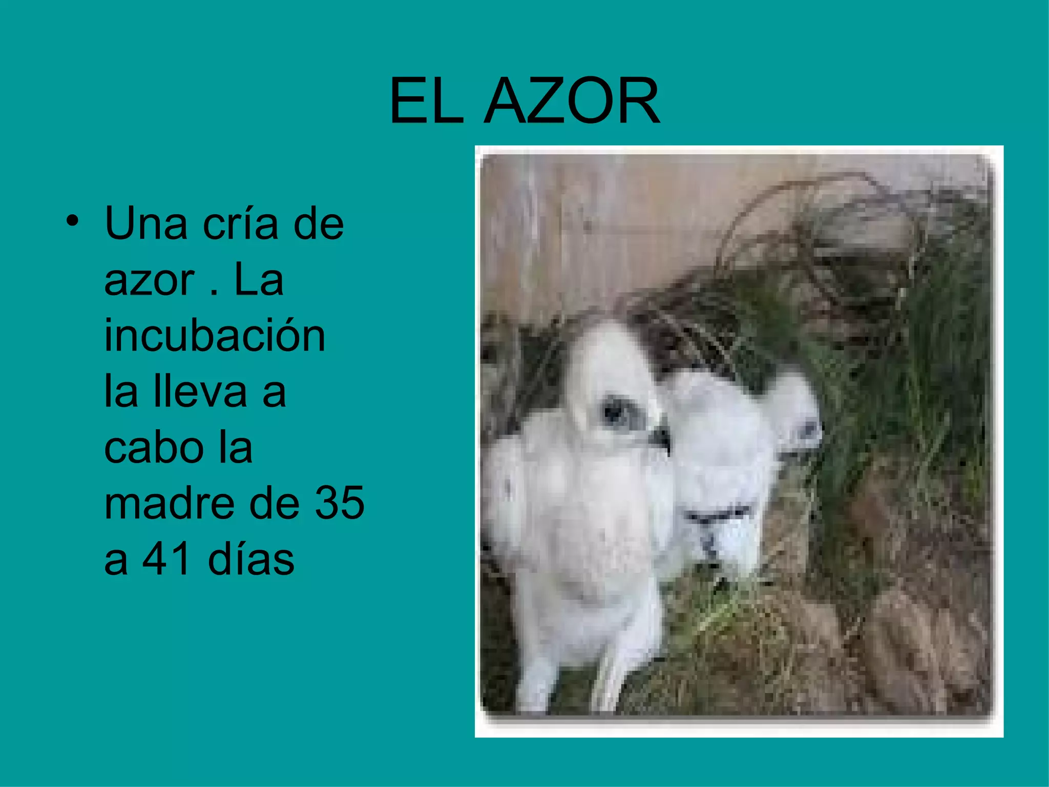 EL AZOR Una cría de azor . La incubación la lleva a cabo la madre de 35 a 41 días  