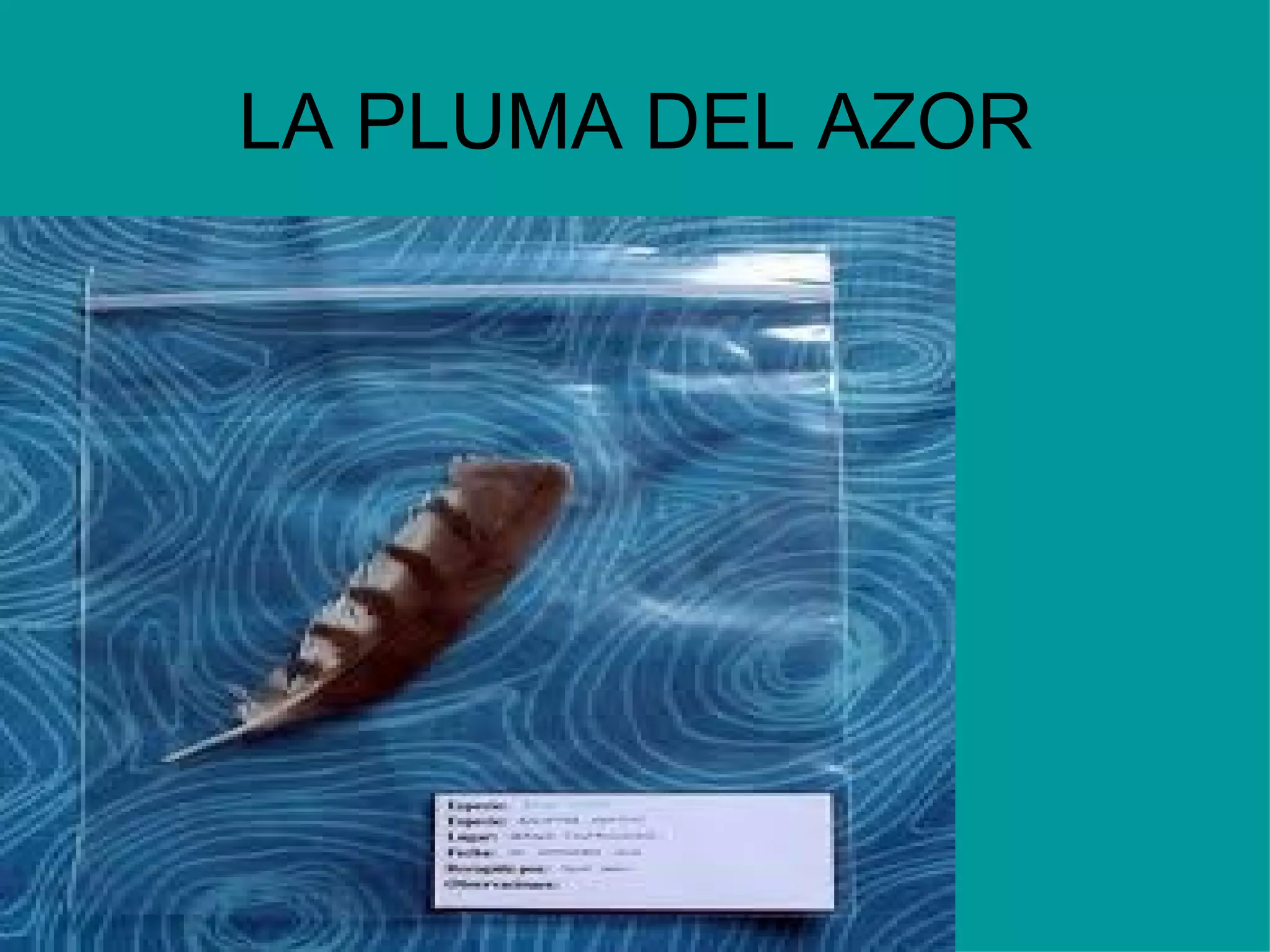 LA PLUMA DEL AZOR 