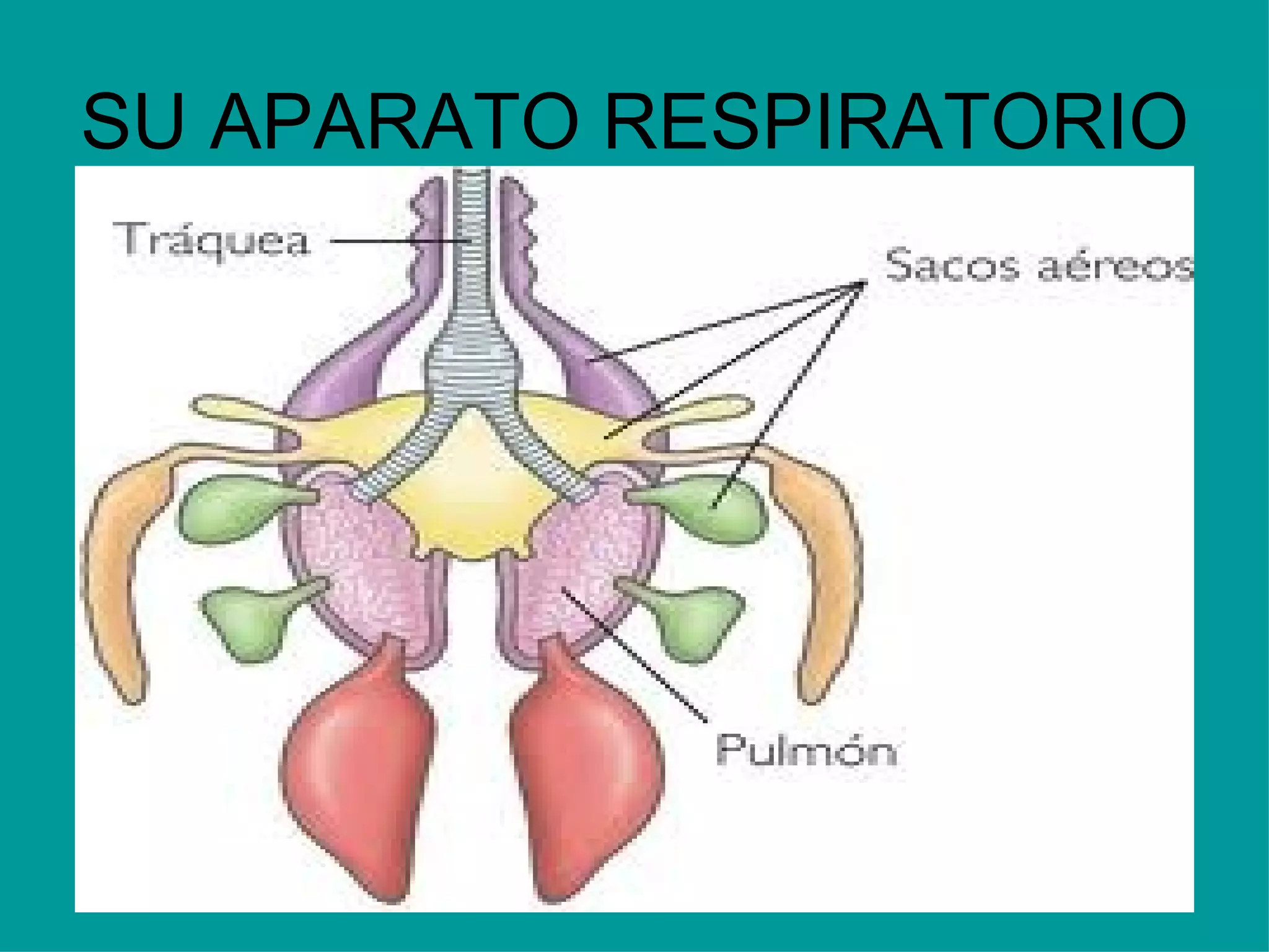 SU APARATO RESPIRATORIO 