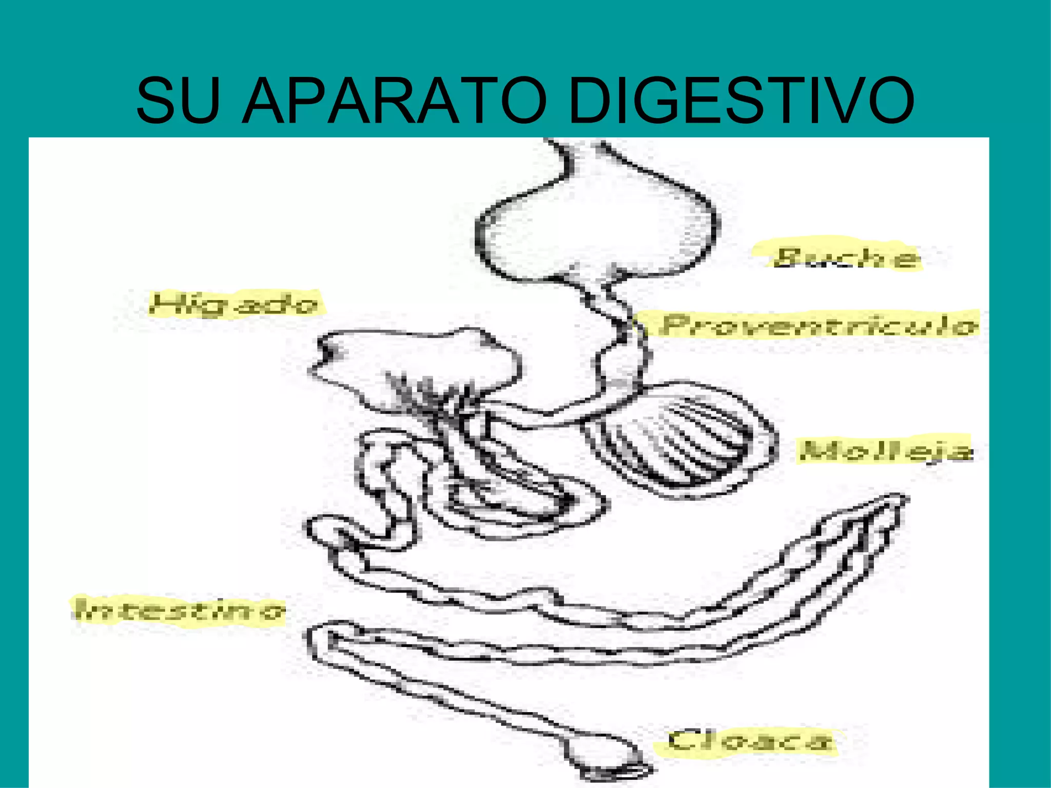 SU APARATO DIGESTIVO 