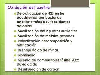 Oxidación del azufre:Detoxificación de H2S en los ecosistemas por bacterias anoxifototrofaso sulfooxidantes aerobias Movilización del P y otros nutrientesMovilización de metales pesados Ralentización descomposición y nitrificaciónDrenaje ácido de minasBiomineríaQuema de combustibles fósiles SO2: Lluvia ácidaDesulfuración de carbón