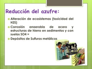 Reducción del azufre:Alteración de ecosistemas (toxicidad del H2S)Corrosión anaerobia de acero y estructuras de hierro en sedimentos y con suelos SO4 = Depósitos de Sulfuros metálicos