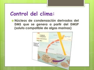 Control del clima:Núcleos de condensación derivados del DMS que se genera a partir del DMSP (soluto compatible de algas marinas)