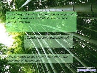 Sin embargo, durante el séptimo año, en un período de sólo seis semanas la planta de bambú crece ¡más de 30metros!  ¿Tardó sólo seis semanas crecer?  No, la verdad es que se tomó siete años y seis semanas en desarrollarse 