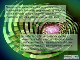 Durante los primeros siete años de aparente inactividad, este bambú estaba generando un complejo sistema de raíces que le permitirían sostener el crecimiento que iba a tener después de siete años.  Sin embargo, en la vida cotidiana, muchas personas tratan de encontrar soluciones rápidas, triunfos apresurados, sin entender que el éxito es simplemente resultado del crecimiento interno y que éste requiere tiempo 