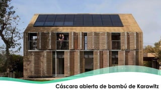 Cáscara abierta de bambú de Karawitz
 