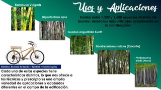 Usos y Aplicaciones
Existen entre 1.200 y 1.600 especies distintas de
bambú, siendo las más utilizadas actualmente en
la construcción:
Guadua angustifolia Kunth
Dondrecalamus strictus (Calcutta)
Bambusa Vulgaris
Phyllostachys
edulis (Moso)
Gigantochloa apus
Cada una de estas especies tiene
características distintas, lo que nos ofrece a
los técnicos y prescriptores una amplia
variedad de aplicaciones y acabados
diferentes en el campo de la edificación.
Bómbice. Bicicleta de Bambú – Bambike revolution cycles
 