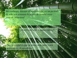 Sin embargo, durante el séptimo año, en un período
de sólo seis semanas la planta de bambú crece
¡más de 30metros!
¿Tardó sólo seis semanas crecer?
No, la verdad es que se tomó siete años y seis
semanas en desarrollarse
 