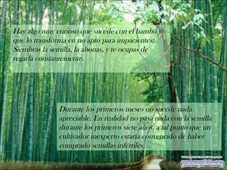 Hay algo muy curioso que sucede con el bambú y que lo transforma en no apto para impacientes:  Siembras la semilla, la abonas, y te ocupas de regarla constantemente. Durante los primeros meses no sucede nada apreciable. En realidad no pasa nada con la semilla durante los primeros siete años, a tal punto que un cultivador inexperto estaría convencido de haber comprado semillas infértiles 